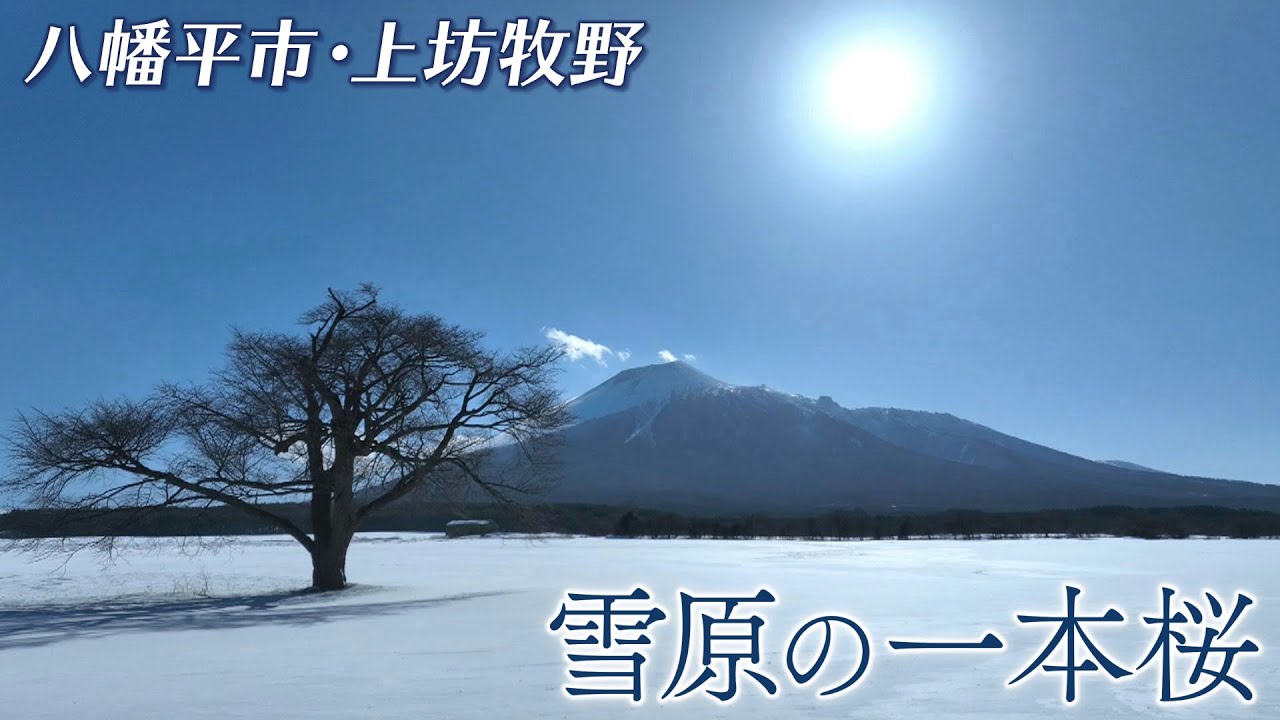 雪原の上坊牧野の一本桜【岩手空中散歩】