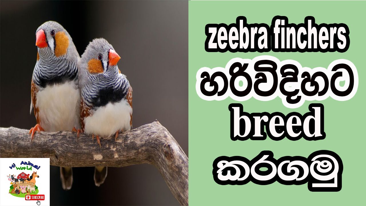 breeding zeebra finchers/esey/sinhala/HI ANIMAL WORLD