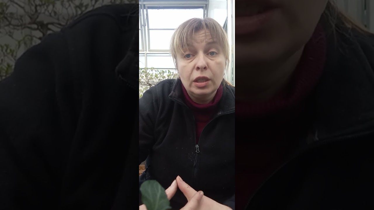 парша на яблуні @NataliHavrilyk