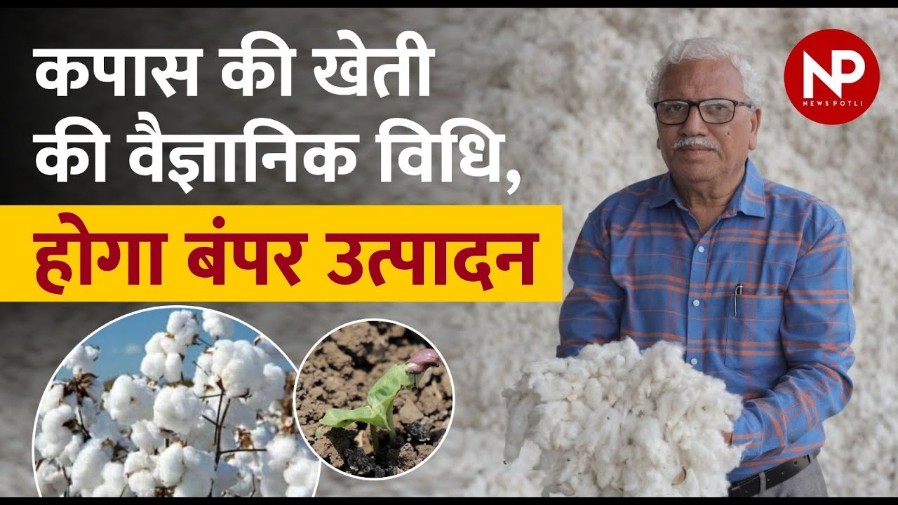 Cotton Farming Guide : Planting, Irrigation, fertilizer, Yield, Harvesting, कपास, कापूस की खेती