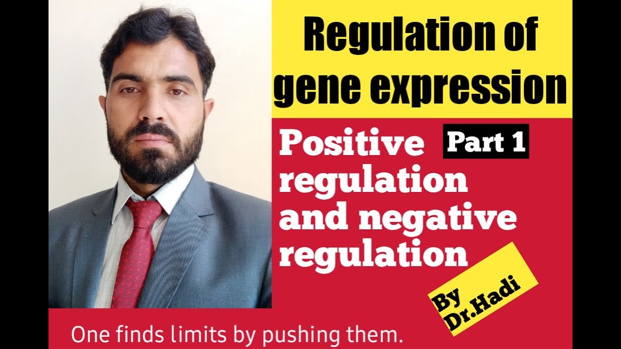 Regulation of gene expression, positive and negative regulation, Constitutive and inducible gene