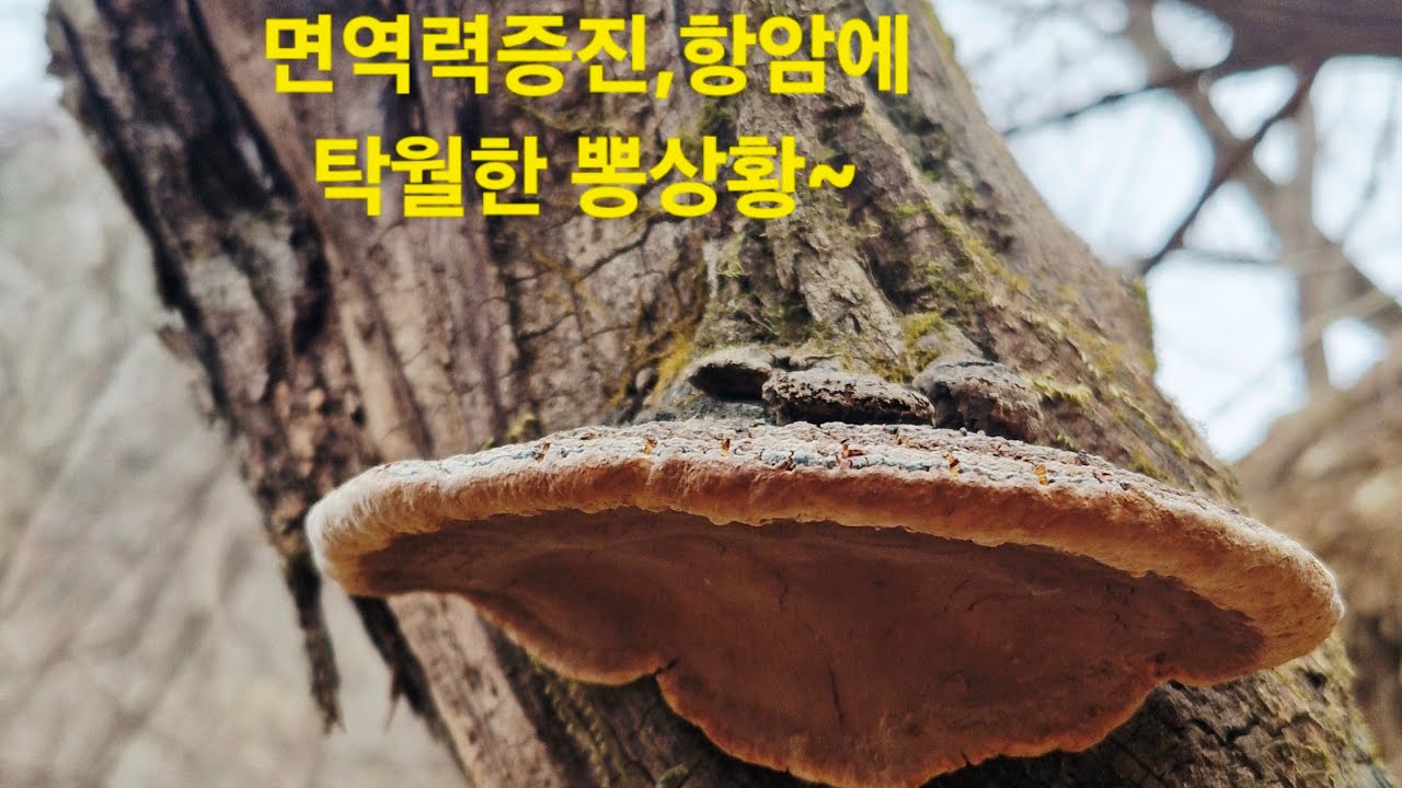 나도 봤어요 봤어~뽕상황은 가까운곳에~^^ #산골#강원도#뽕상황버섯#버섯산행#산행#약초산행#행복#삶#산책#강아지#귀촌생활#산골마을#오지마을#항암#면역력