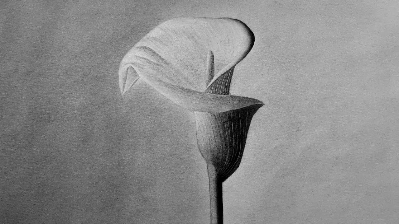 How to Draw a Realistic lily Flower | Realistic Lily Flower Sketch Tutorial for Beginners