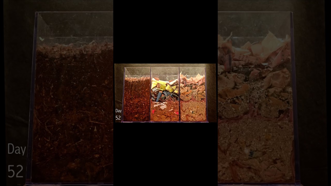 100 Day Composting Time Lapse