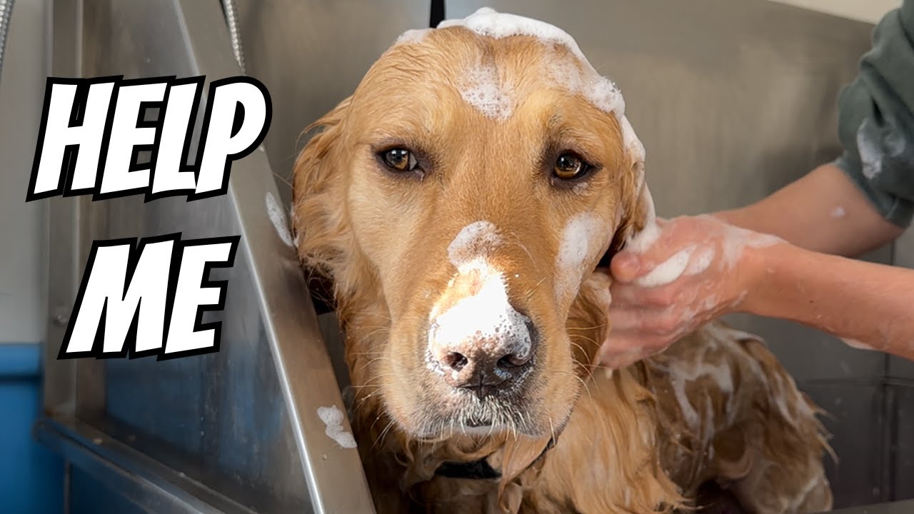 Taking my Dog to the Groomers (He hated it)