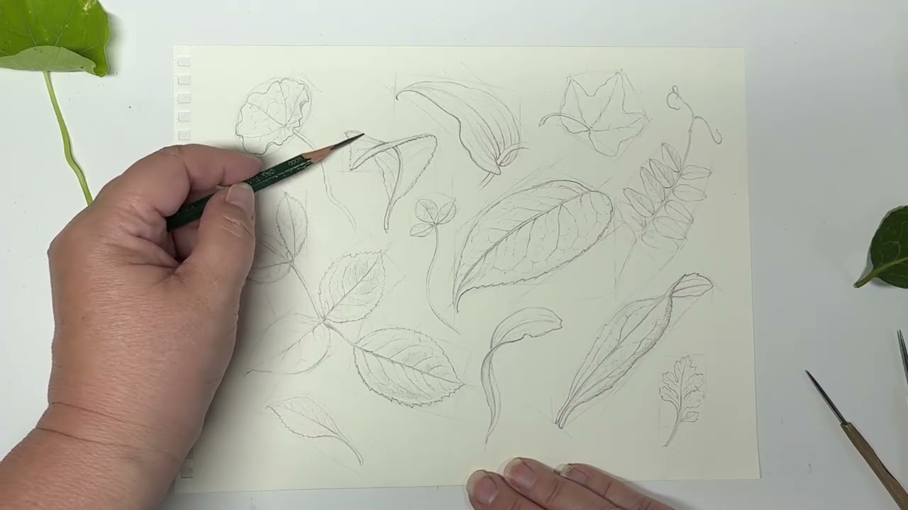 Drawing Leaves: Perspective, Curves and Twists