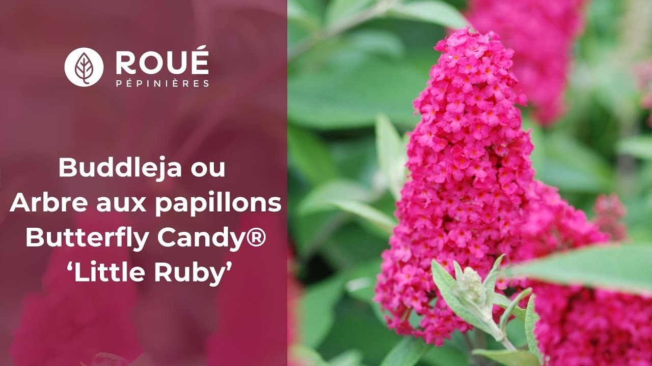 Comment entretenir le Buddleja Butterfly Candy&reg; 'Little Ruby' !