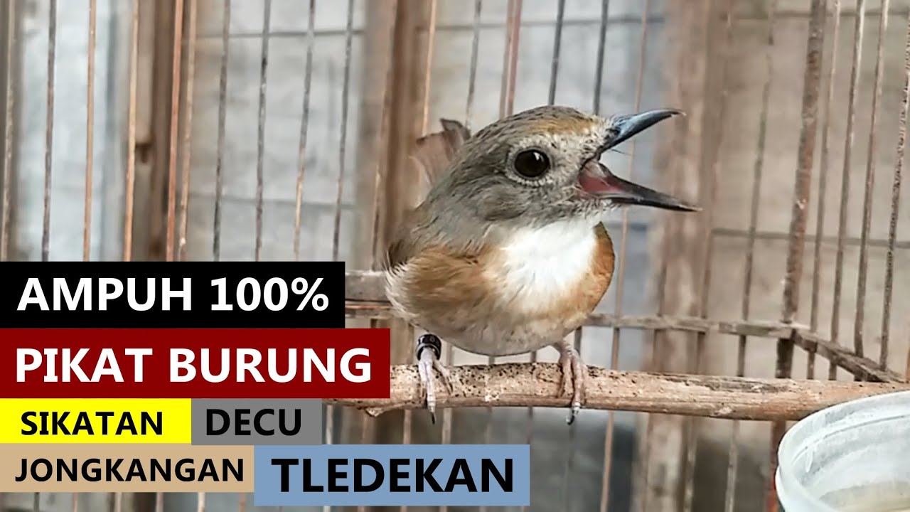 Suara SRDC Bali GACOR Volume Keras JERNIH Durasi Panjang | Masteran Sikatan rimba dada coklat bahan