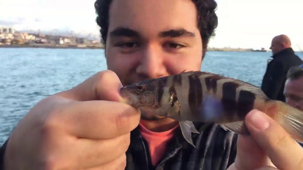 PESCATONA A MOLO ARCHETTI