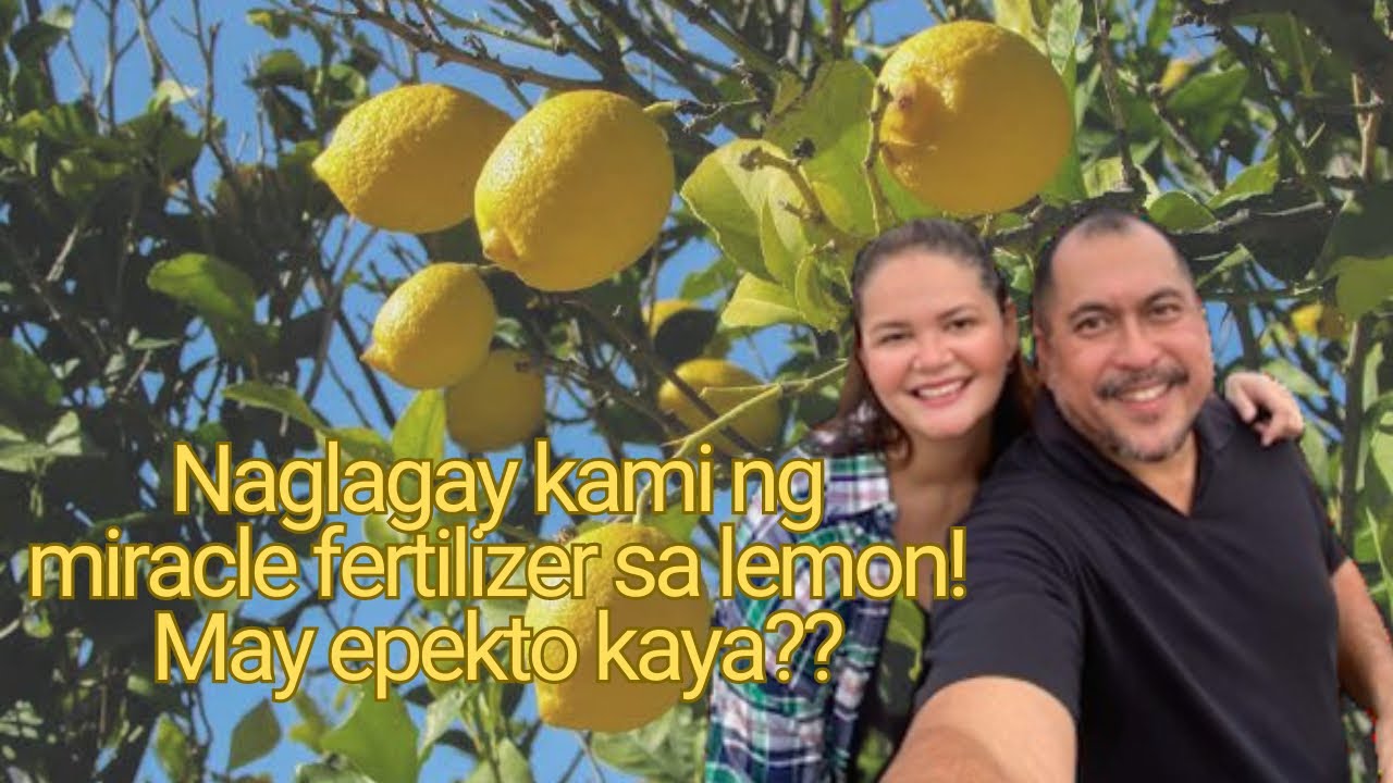 We put Miracle Fertilizer in our Three year old lemon trees! Ano Kaya nangyari??