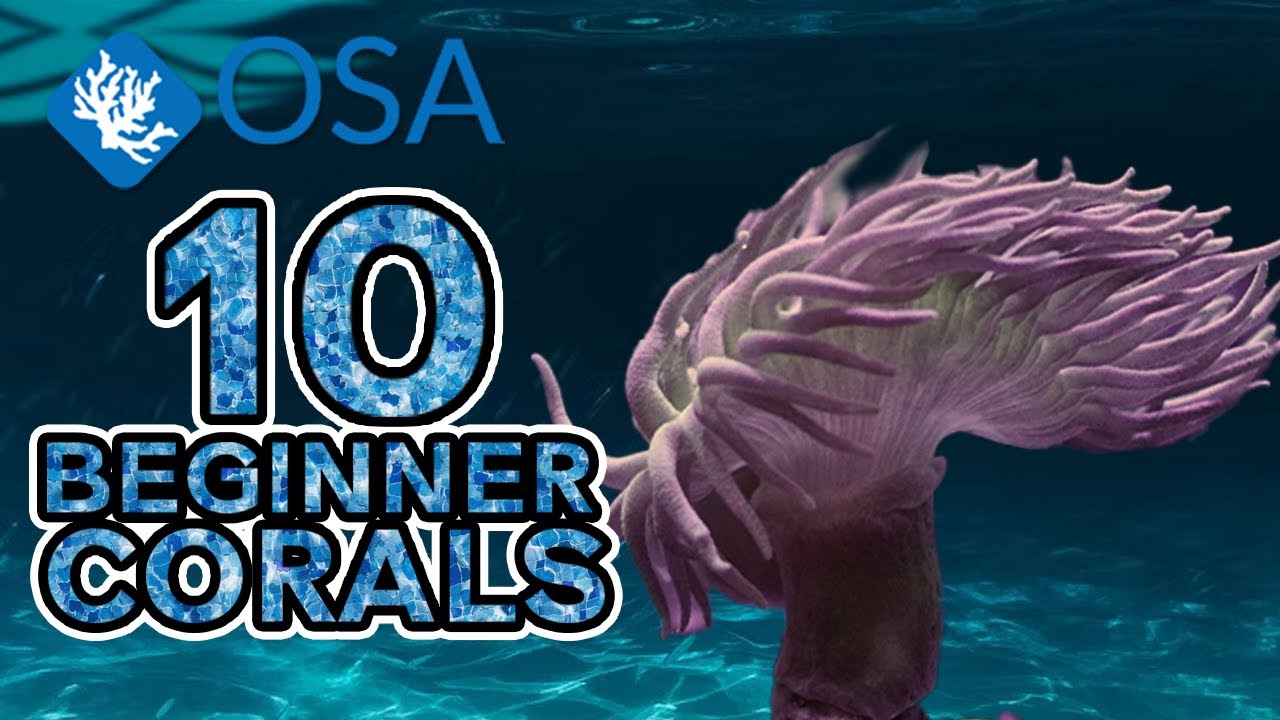 Duncan Coral - 10 Beginner Corals