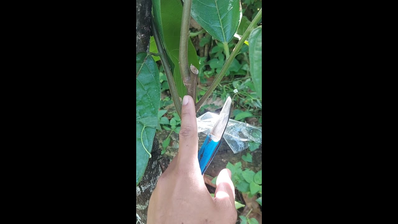 Update sa magka ibang pamaraan ng cacao grafting. #fypシ #highlights #cacao #farming #davaocity