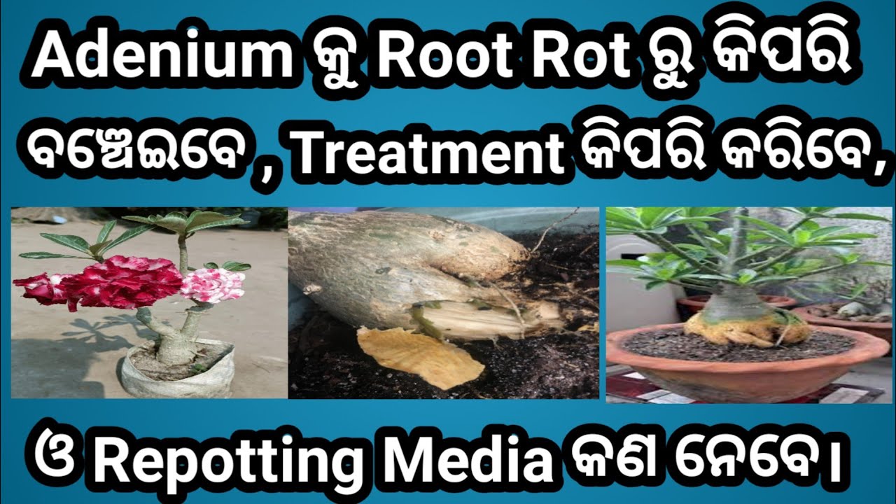Adenium କୁ Root Rotରୁ କିପରି ବଞ୍ଚେଇବେ#adenium #adeniumcare #desertrose #floweringplants #gardenplants
