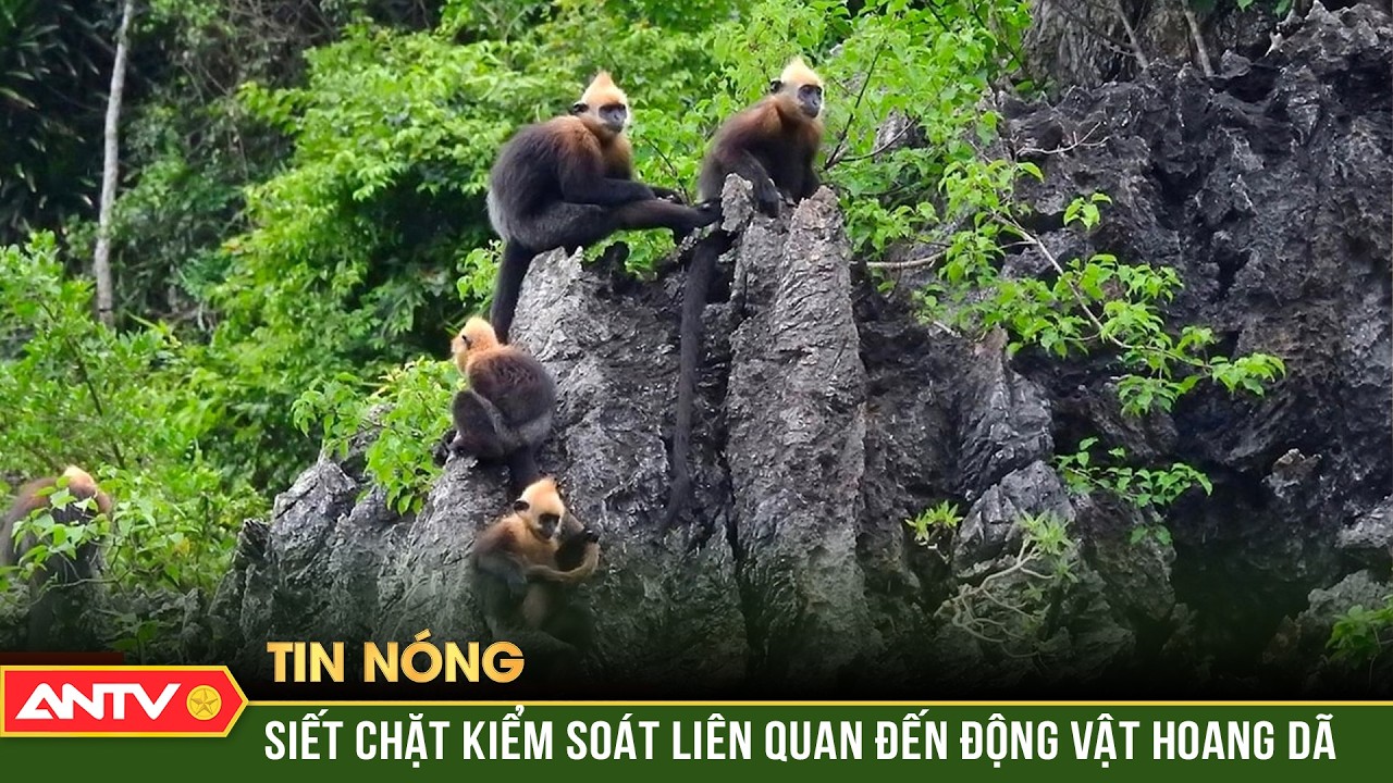 Tăng cường kiểm soát vi phạm pháp luật liên quan đến động vật hoang dã | ANTV
