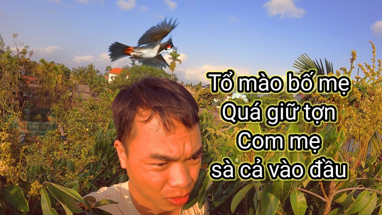 Đi tìm tổ chim chòe than đầu mùa bắt gặp tổ chim chào mào trên ngọn cây nhãn bố mẹ quá giữ