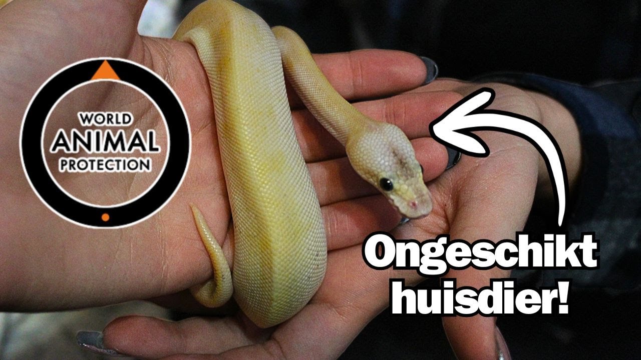 Nederlanders willen Positieflijst voor Reptielen! | Reactie op Onderzoek World Animal Protection