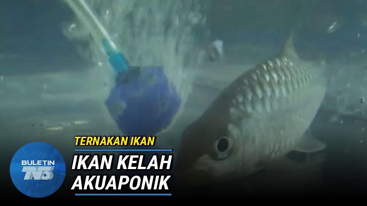 TERNAKAN IKAN | Sistem Akuaponik Lestarikan Alam Sekitar