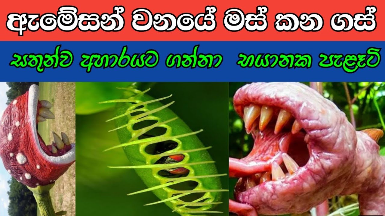 ඇමේසන් වනයේ සතුන්ගේ මස් කන භයානක ශාක 5 ක්  | 5 dangerous plant that eat meat in the Amazon forest