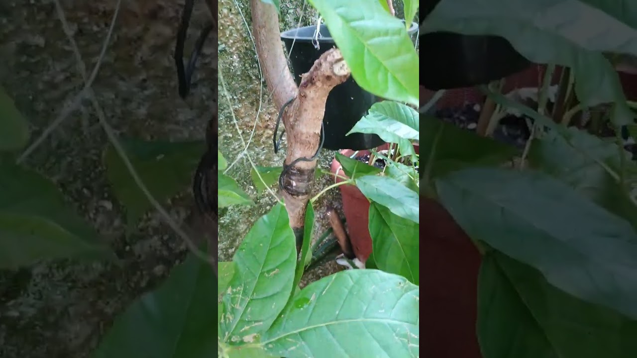 Mostrando um pouco de mihas frutíferas em vasos 