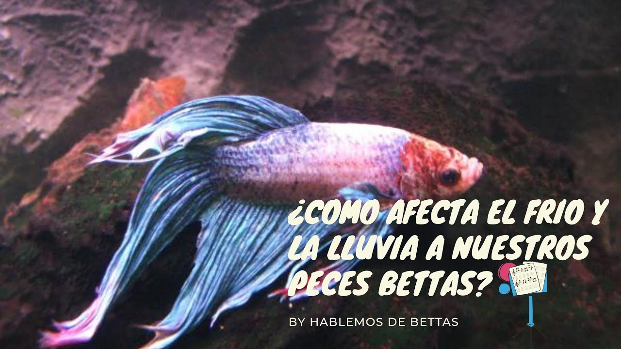 💦COMO AFECTA EL FRIO Y EL AGUA LLUVIA 🌦️A NUESTROS PECES BETTAS? ATENCION!!!!!🌨️