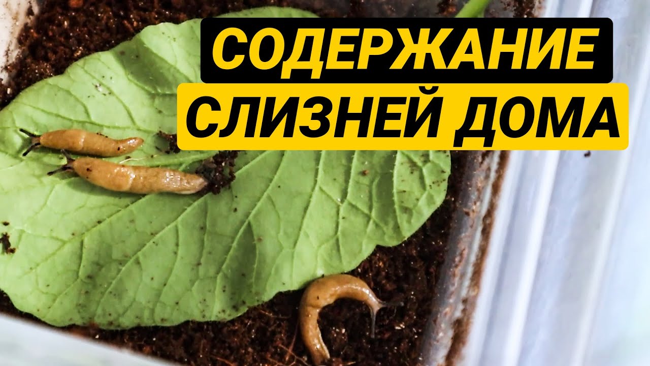 Слизни как домашние животные. Содержание слизней дома