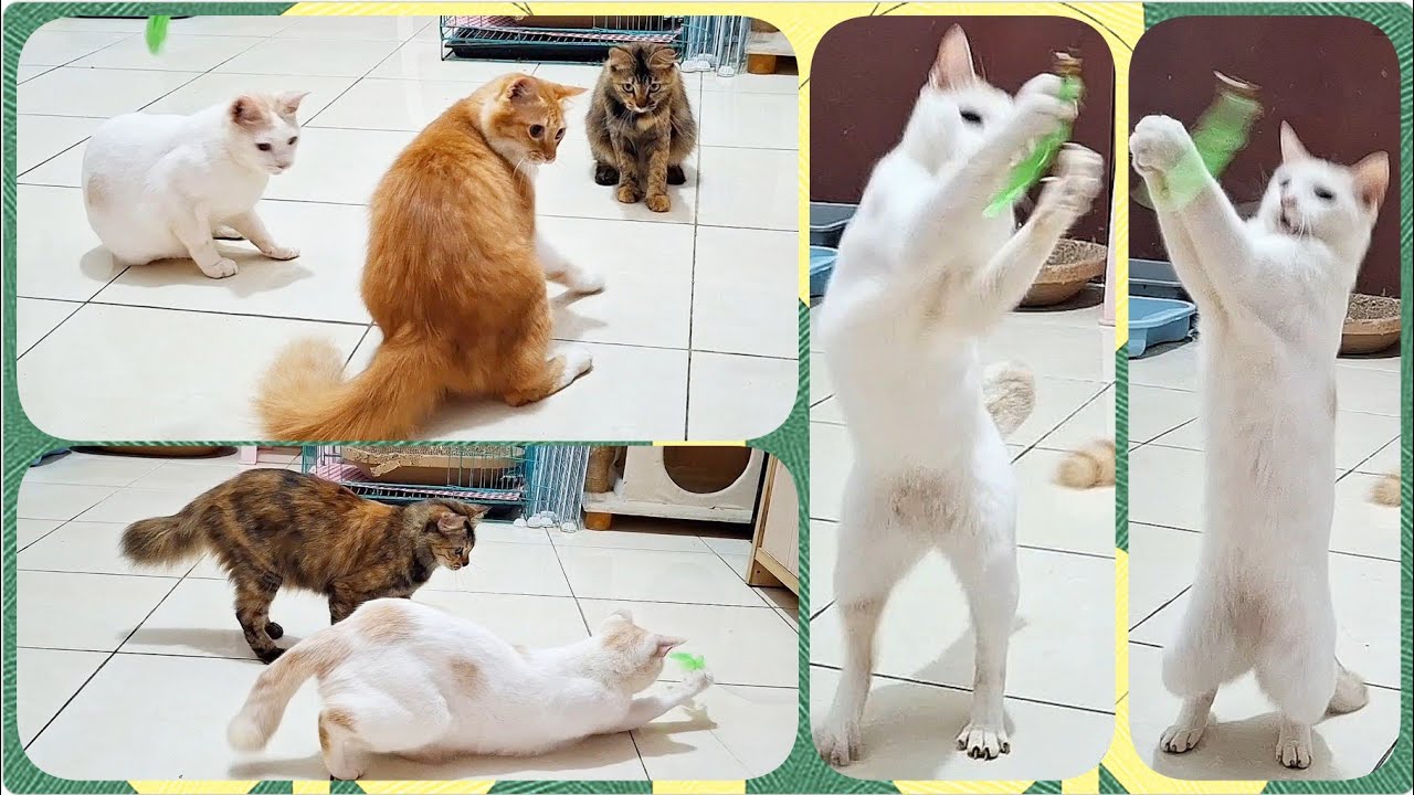 @cc.cutecats CUTE CATS : Playing With A Cat Teaser Toy !   #cat #cutecat #funnycats #song 