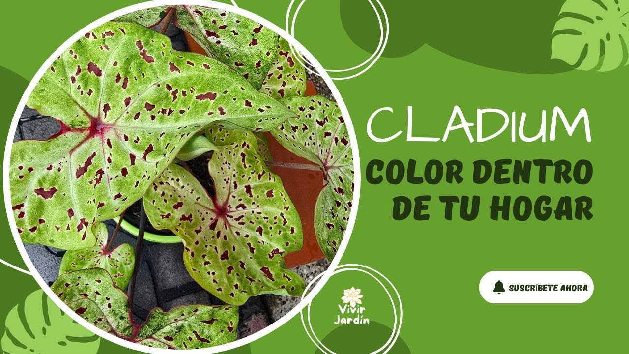 CALADIUM