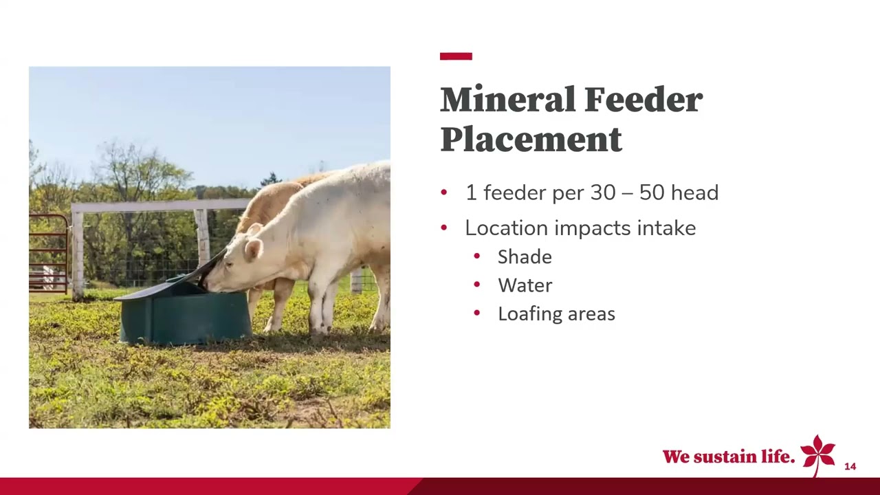 Designing, Diagnosing, and Debunking Mineral Programs in Beef Herds