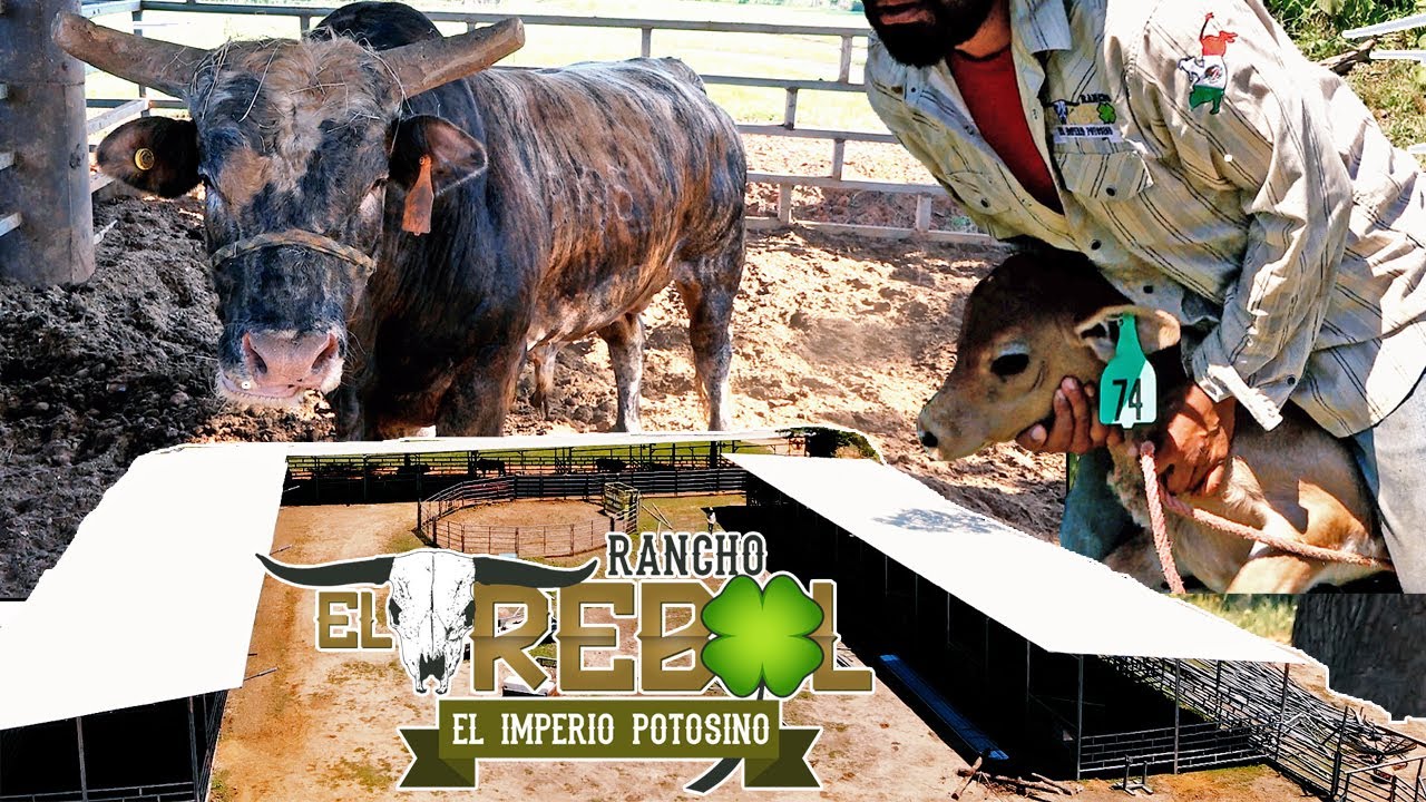 CRIADERO DE TOROS DE RANCHO EL TREBOL EN ARKANSAS ESTADO UNIDOS