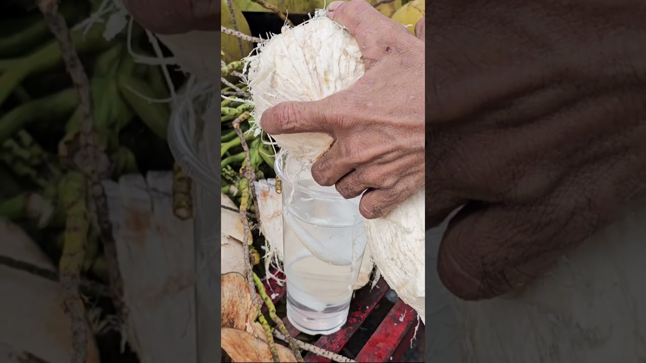 Fresh coconut fruit cutting skill v10 