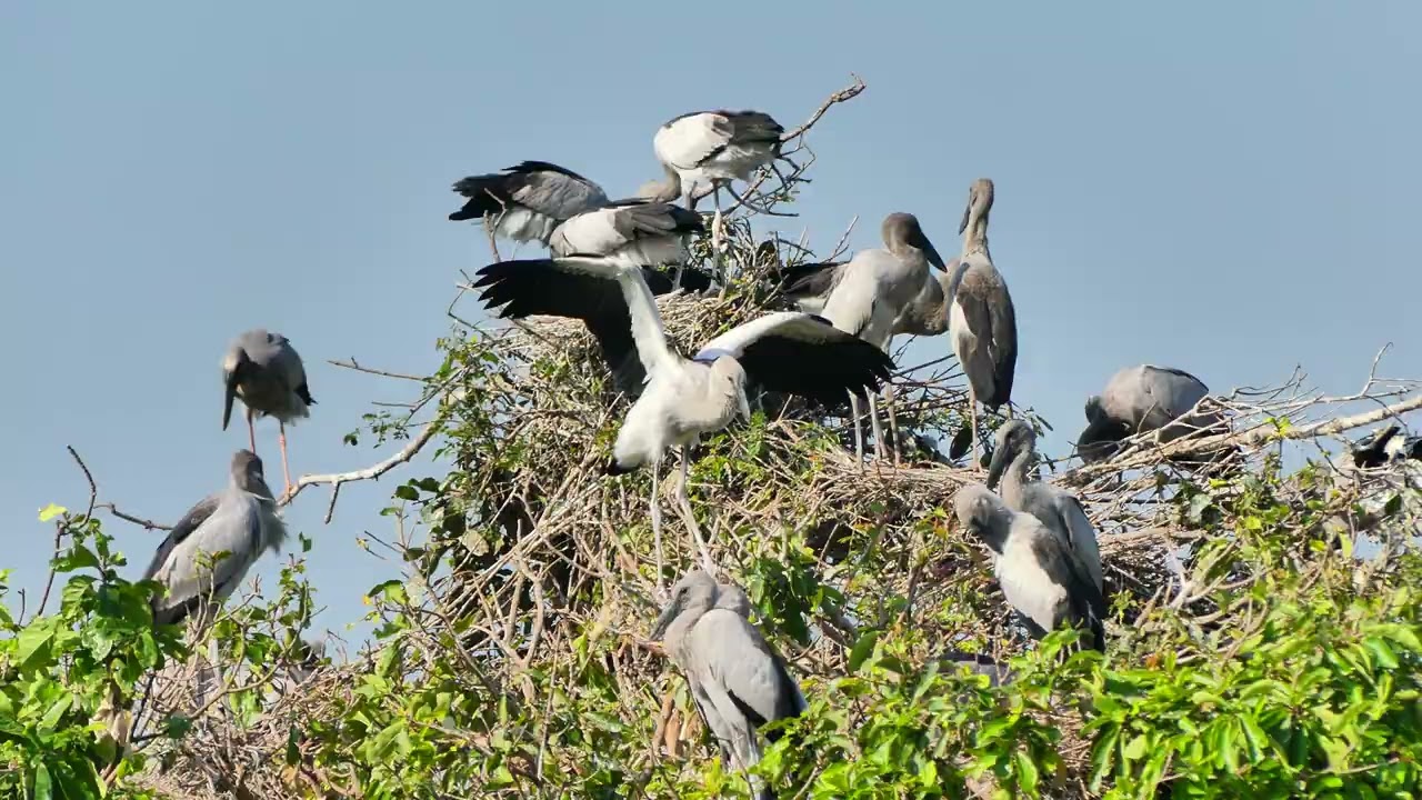 Documentary Of Geography Unlocking ! The Mystery Of Avian Sanctuary's Tree Visitors Story 0011