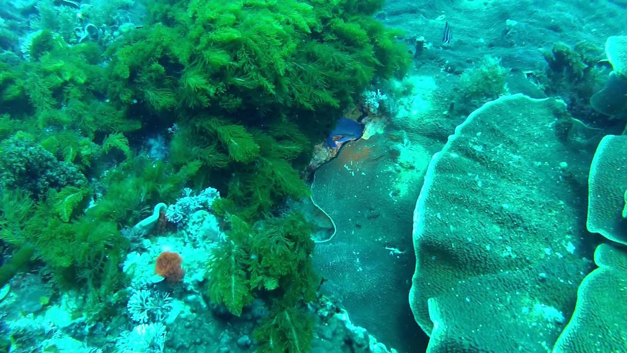 Geograph Bay Plate Coral