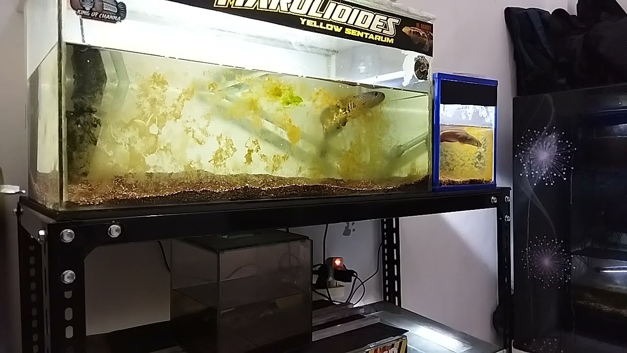 koleksi Channa info game