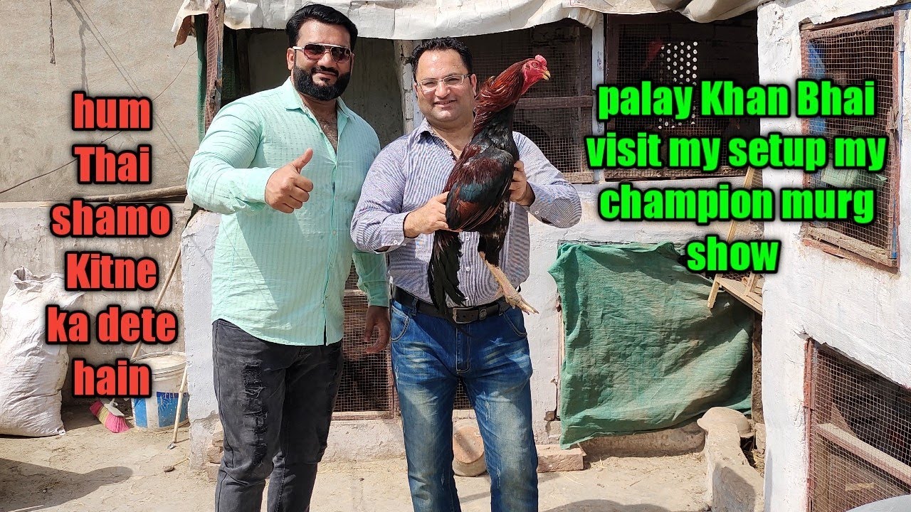 pk smart Aseel birds with palay Khan Bhai visit my setup_nasiraseel555