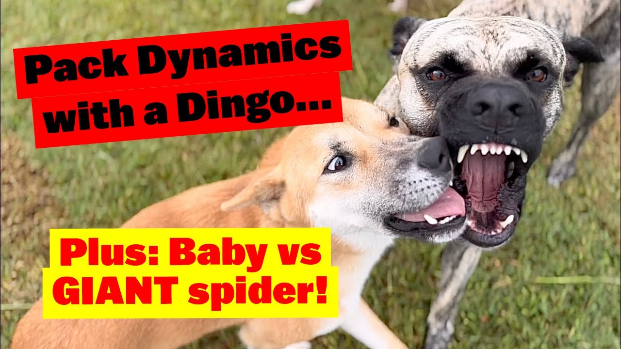 Pack Dynamics with a Dingo | Giant Spider Crawls Across Baby’s Face