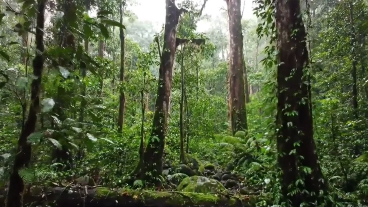 🌿고요한 아마존 열대우림 _ Quiet Amazon Rainforest | asmr | 수면 | 명상 | 열대우림 | sleep | healing | amazon | jungle