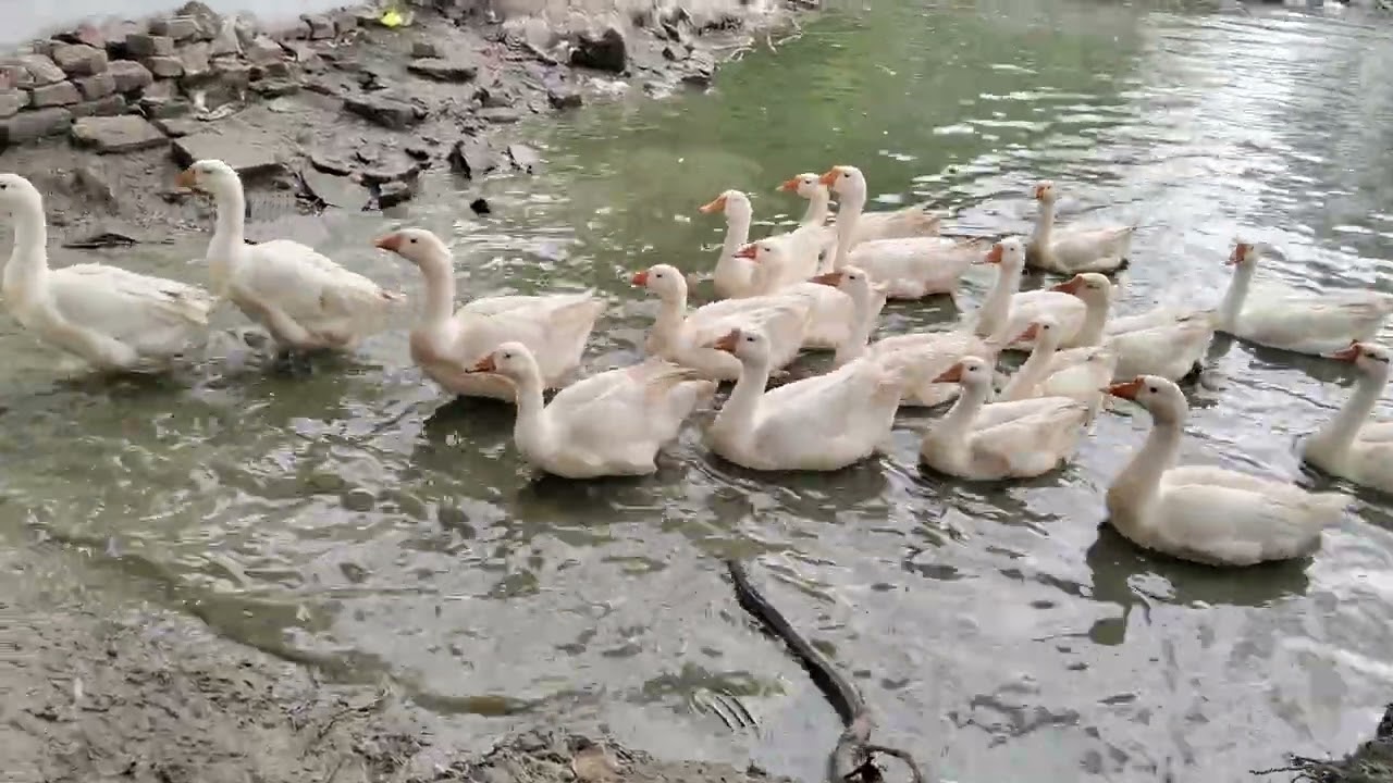 बतख का तालाब 