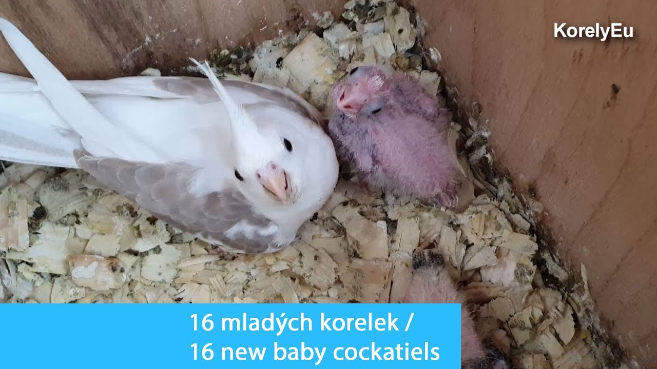 16 nov&yacute;ch mlad&yacute;ch korelek / 16 new baby cockatiels 2019 │KorelyEu