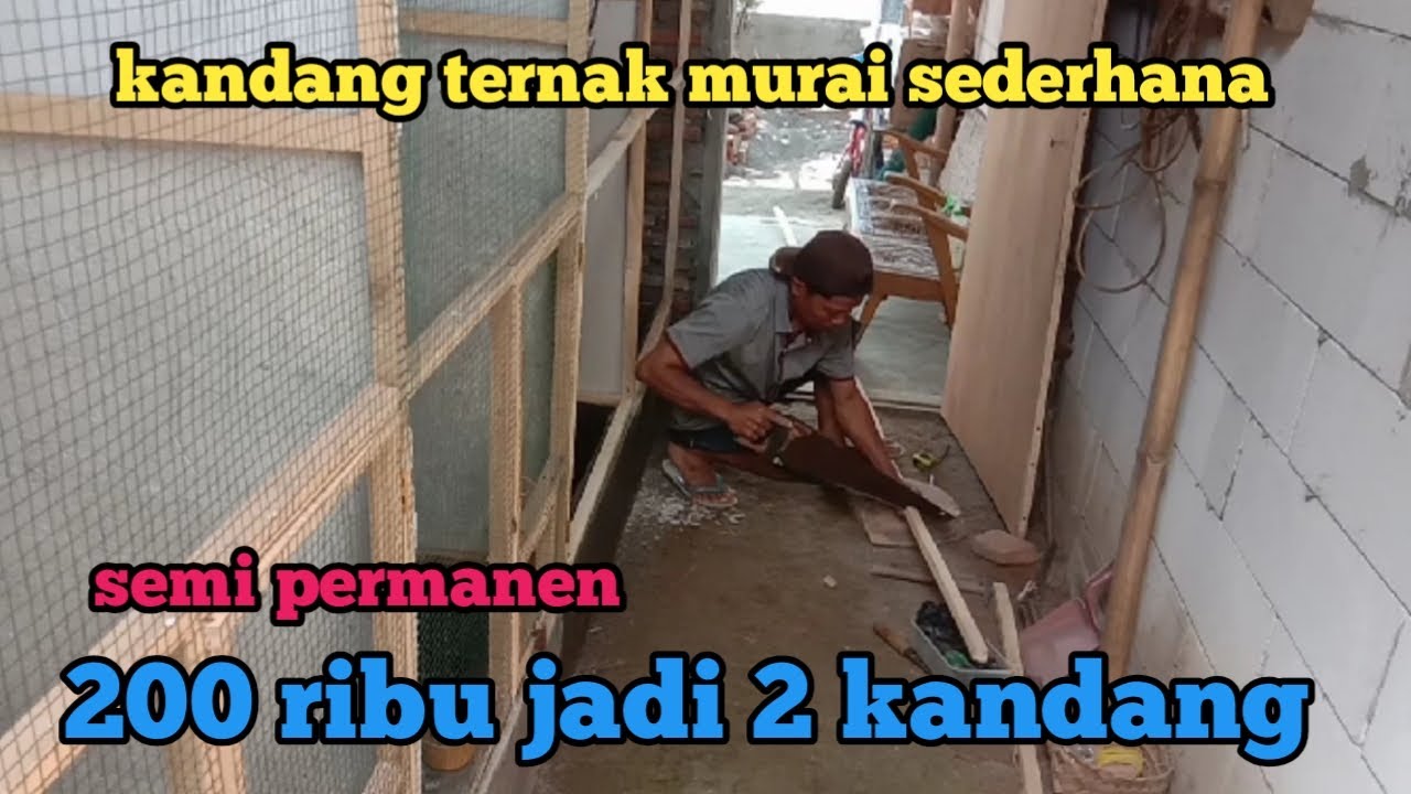 Modal 200 ribu jadi kandang ternak murai,, part 2 selesai