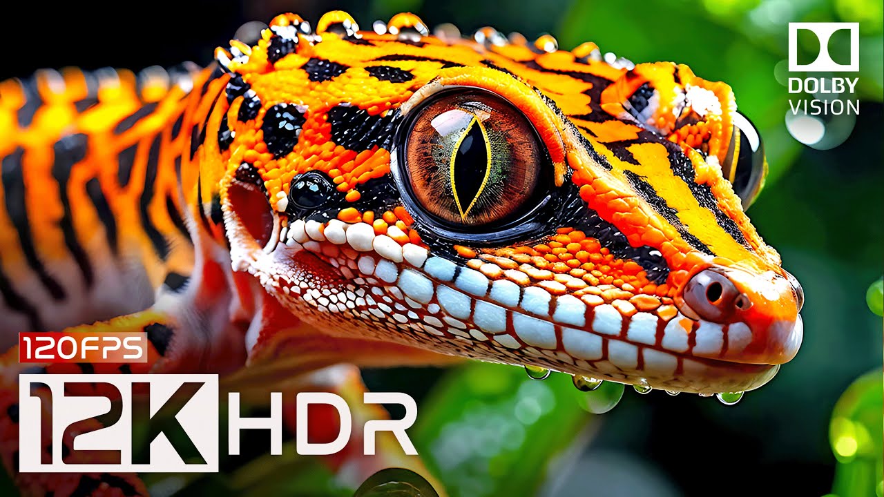 THE 12K HDR 120FPS DOLBY VISION REVOLUTION