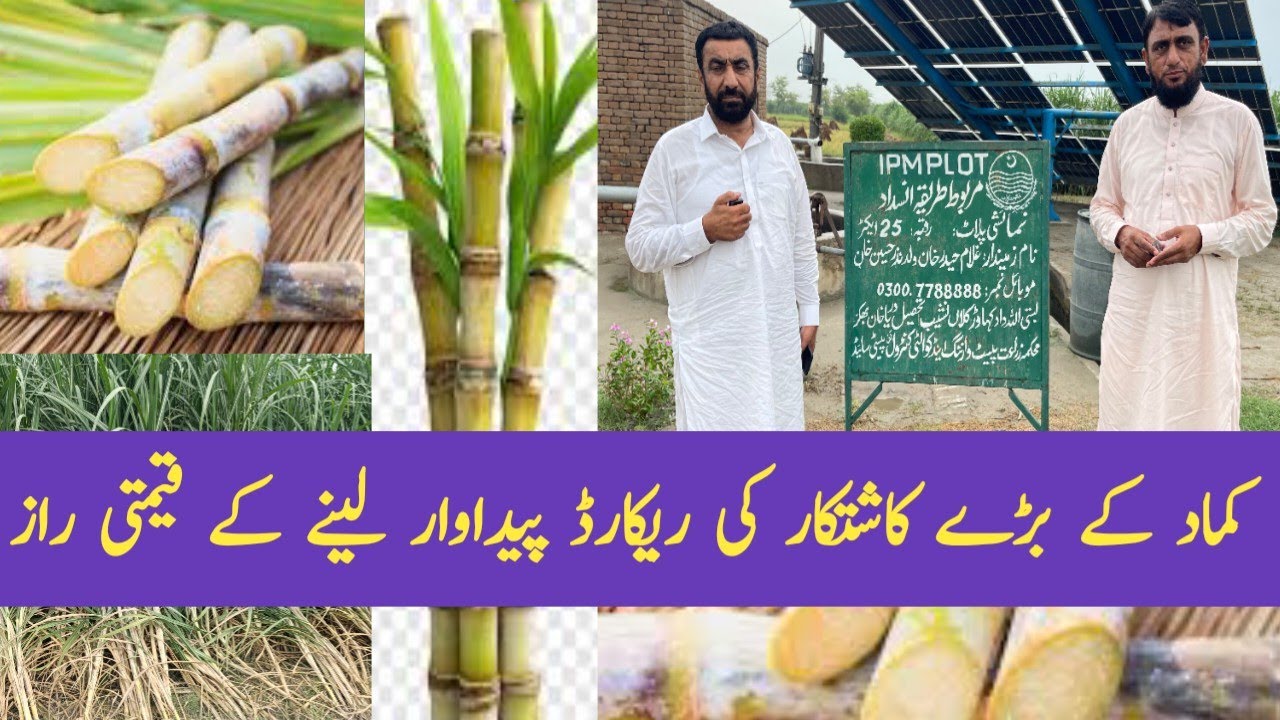  کماد کے بڑے کاشتکار زیادہ پیداوار کیسے حاصل کرتے ہیں ۔کیا کھادپلان ھے ، ورائٹی کونسی لگاتے ہیں ۔۔۔