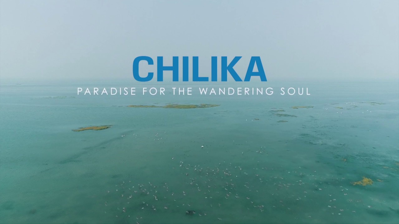 CHILIKA || Paradise for the Wandering Soul || Chilika Development Authority, Odisha