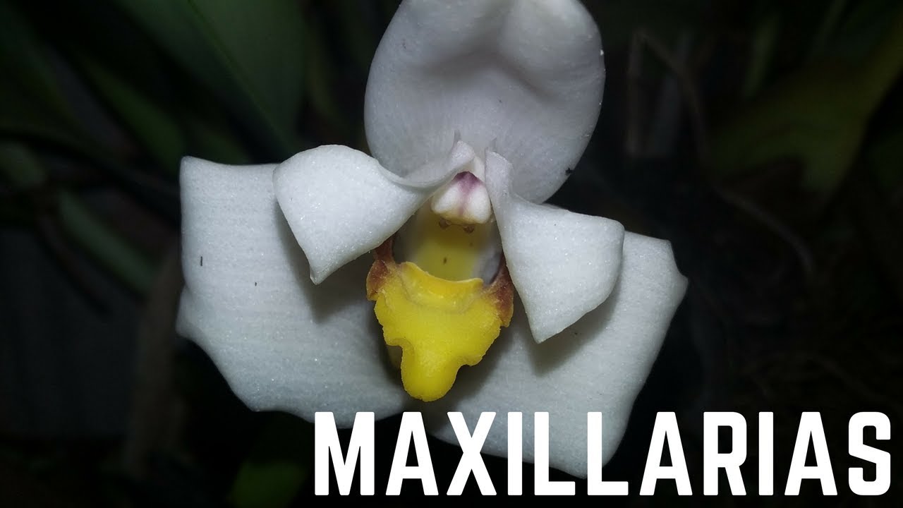 Orquiplanet y Entre Flores - Orquídeas Maxillaria