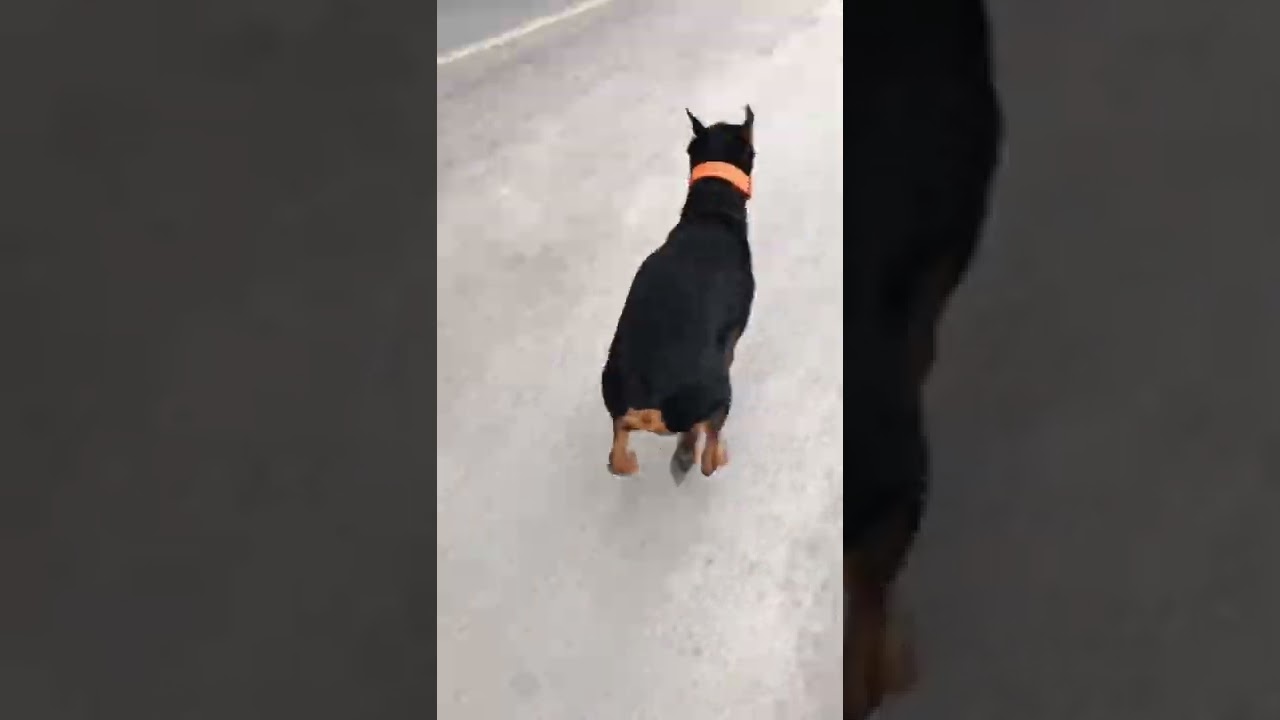 Crazy Doberman😱 Bit a passerby🫣
