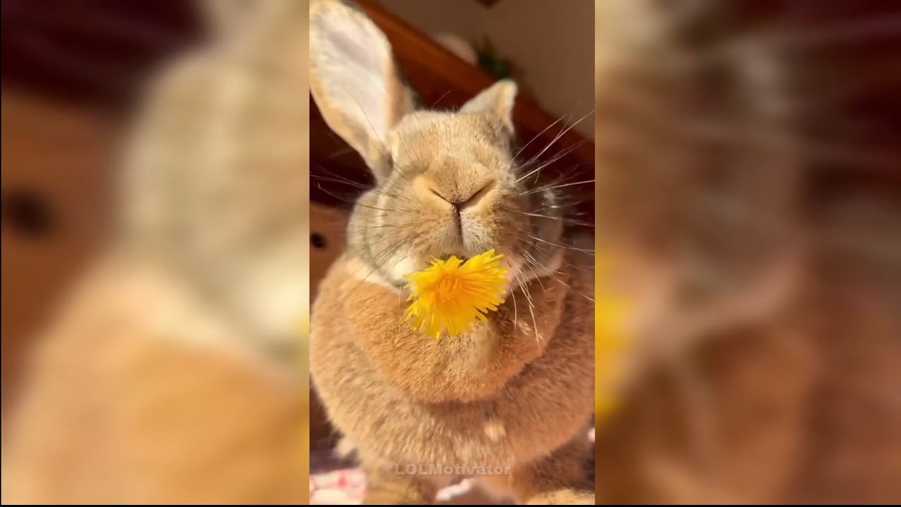 Cute and Funny Pet Videos for Your Mental Health | 30 Minutes 