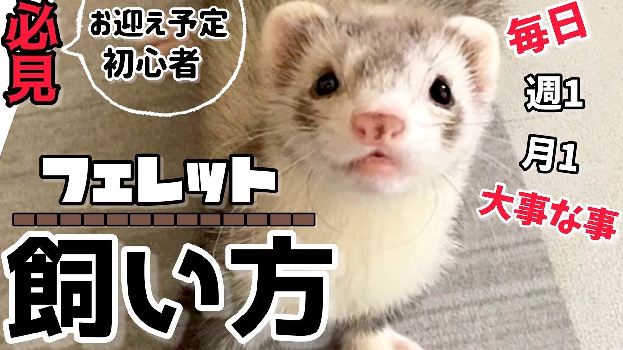 必要な物やお世話等教えます。参考にしてみて下さい♪【フェレット】