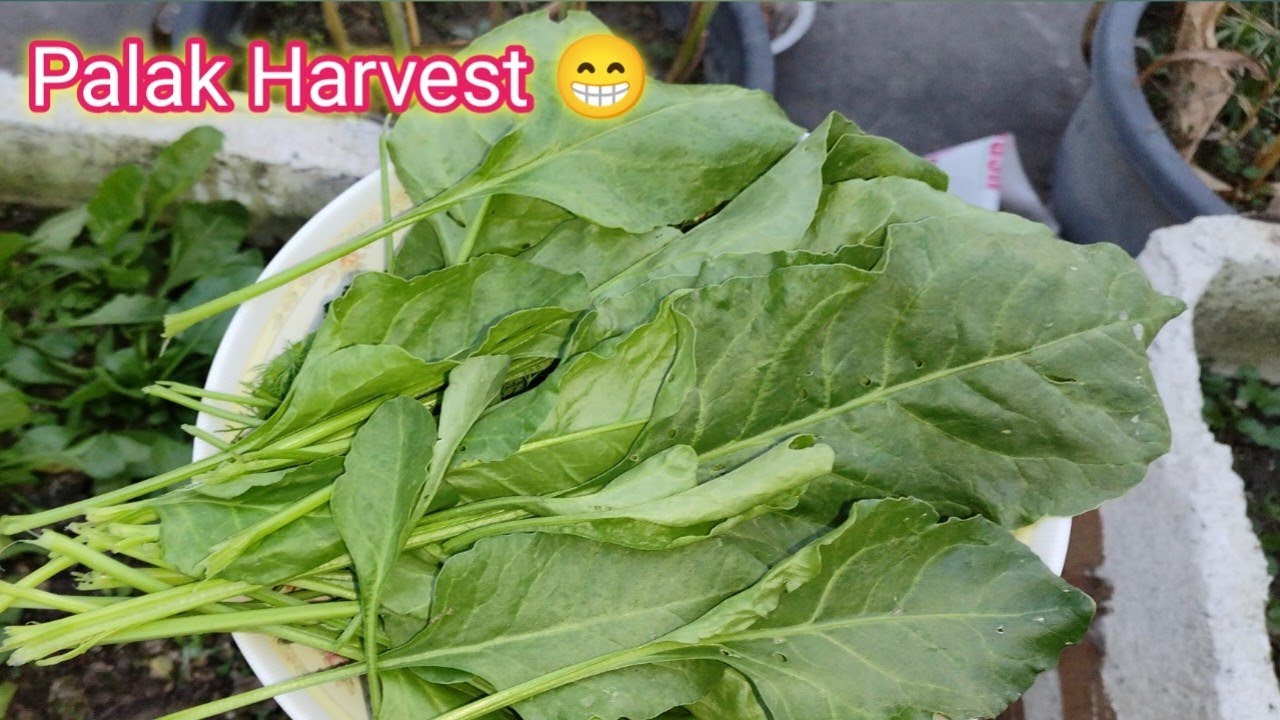 Palak Harvest karne ka Sahi Tarika | How To Grow Spanich At Home |