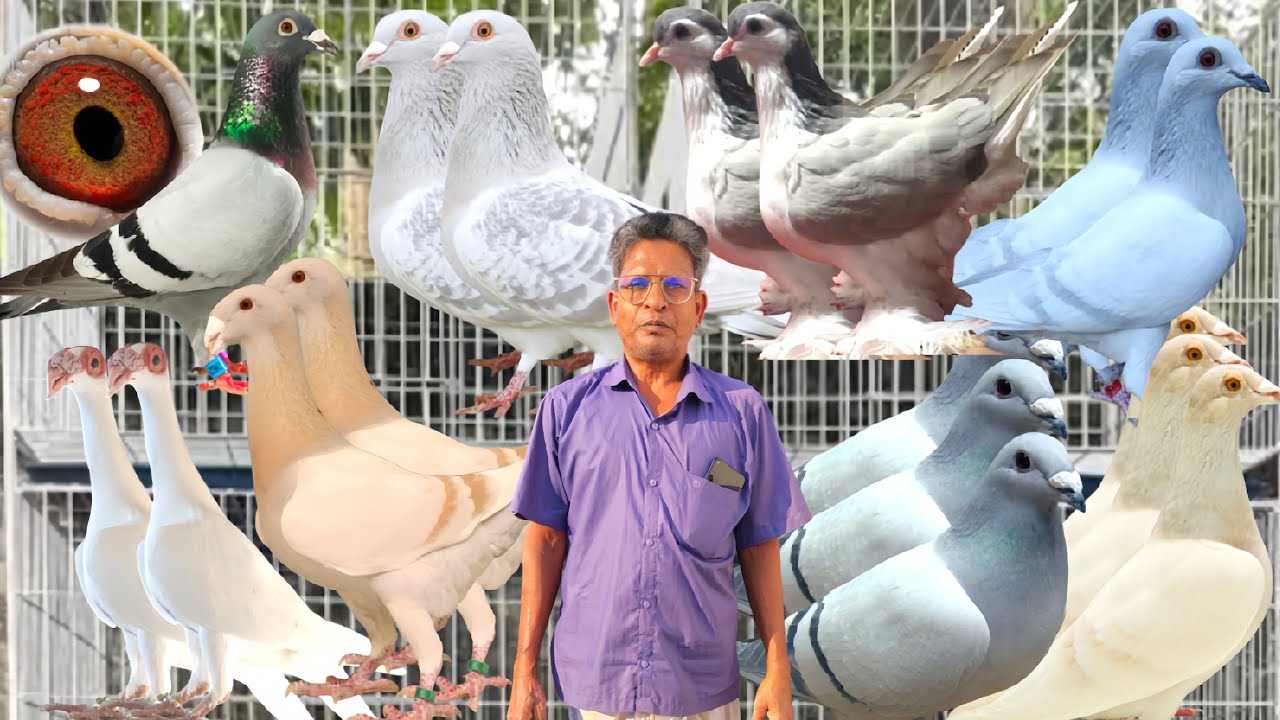 কাশেম ভাইয়ের রেসার কবুতর খামার থেকে কবুতর ক্রয় করুন #bdkhamar #kobutorkhamar #pigeonhouse #kabutar 