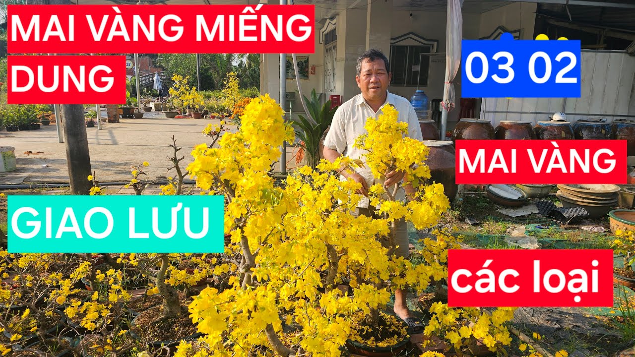 0366 048 123  MAI VÀNG  Miếng Dung Bến Tre  đang phát trực tiếp!GIAO LƯU MAI VÀNG CÁC