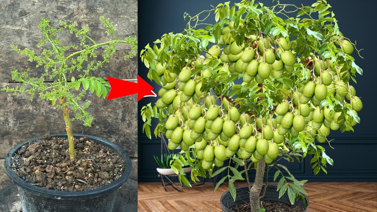 Techniques for growing Ambarella from Ambarella fruit for fast fruiting